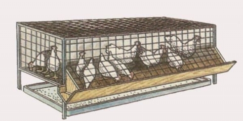 Kavez za piliće brojlera - kako to učiniti sami, dimenzije i crteži